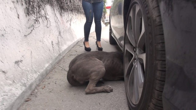 Бездомная собака едва не попала под машину, но вмешался счастливый случай