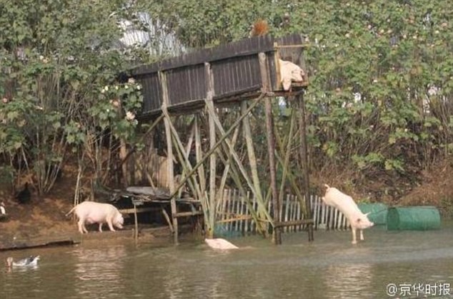Китайский фермер научил свиней нырять с вышки