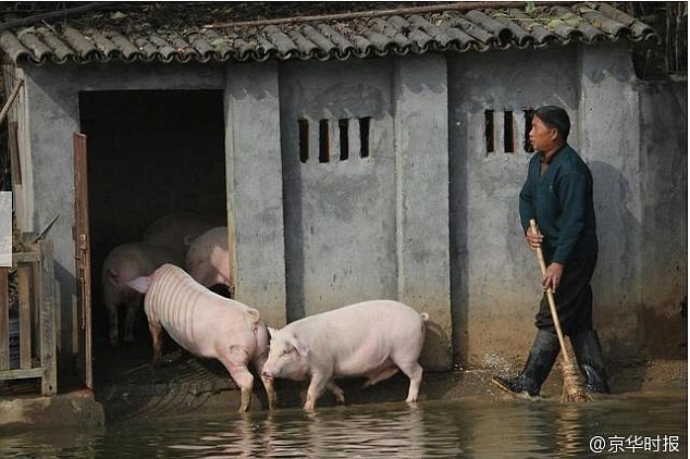 Китайский фермер научил свиней нырять с вышки