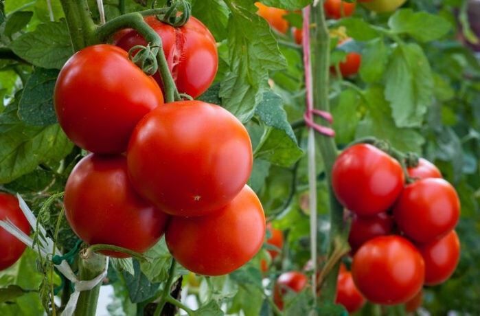 10. Россия сократила импорт томатов почти на треть
