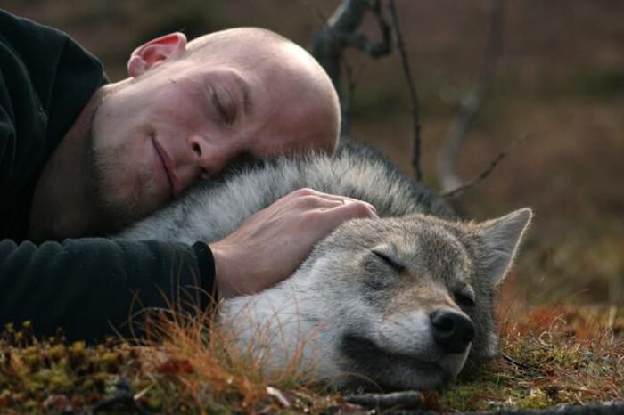 Ощение с волками — парк для любителей санитаров леса