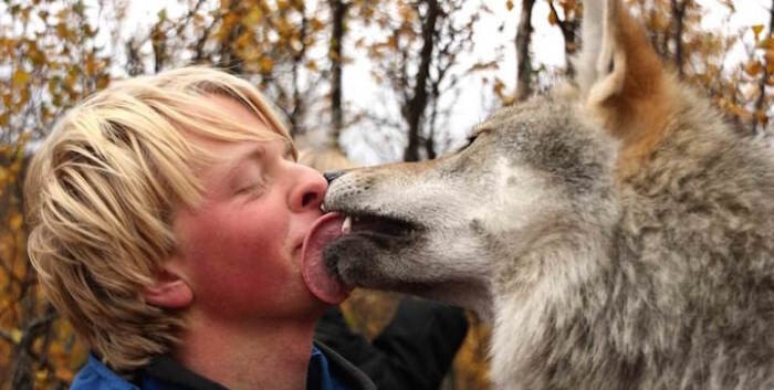Ощение с волками — парк для любителей санитаров леса