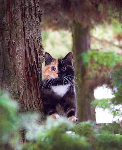 Котик на дереве 