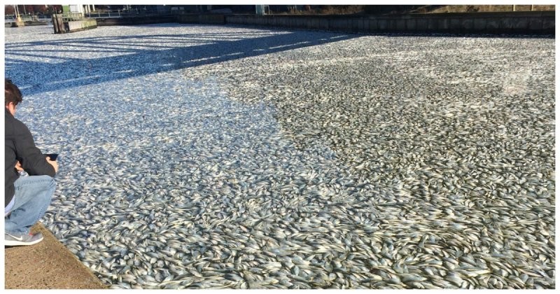 Водоканал в Нью-Йорке заполнился десятками тысяч мертвых рыб