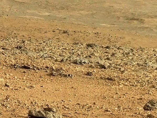 Животное на Марсе.