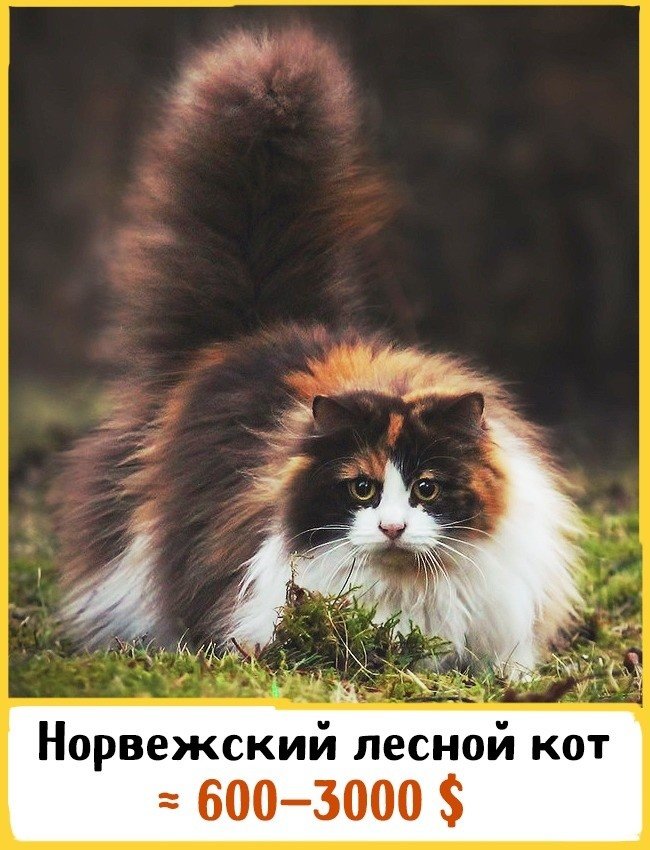 Норвежский лесной кот