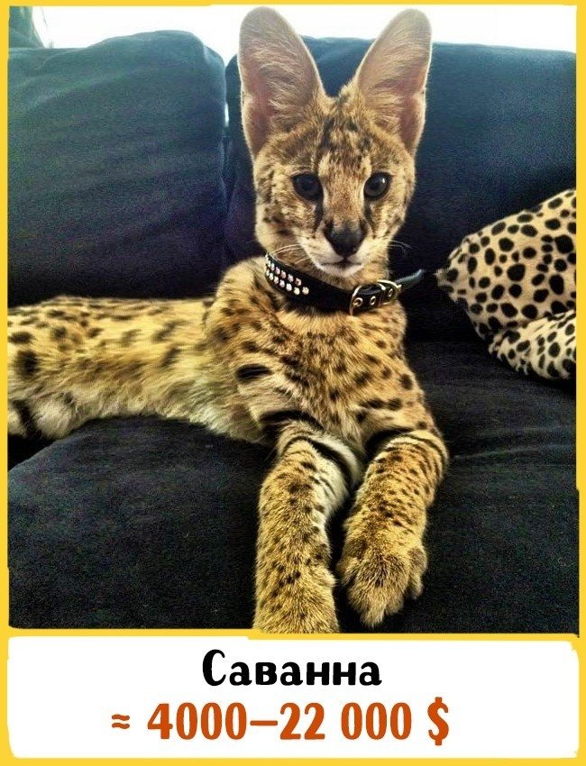 Саванна