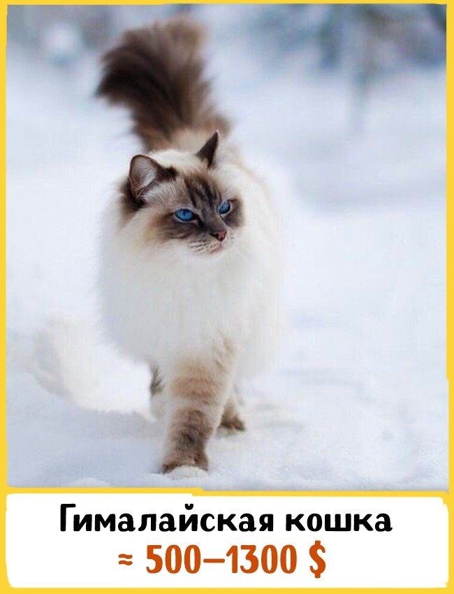 Гималайская кошка