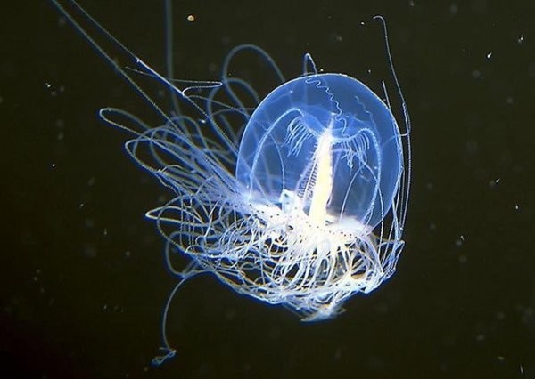 1. Бессмертная медуза