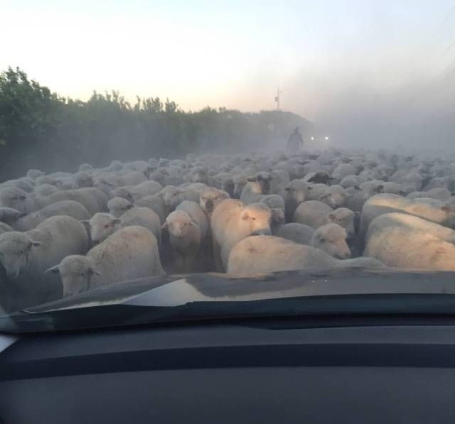 Овцы на дороге 