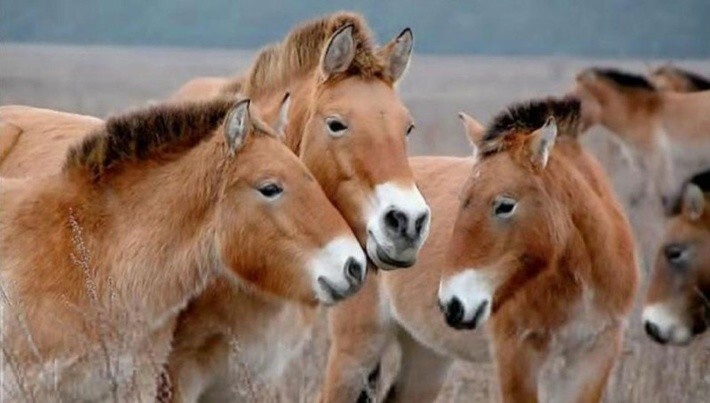 33. Восстанавление популяции лошадей Пржевальского в Оренбургском заповеднике