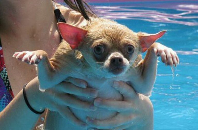 Собачья гидрофобия: 15 собак, которые до жути боятся воды