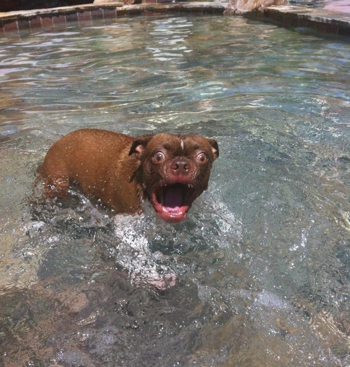 Собачья гидрофобия: 15 собак, которые до жути боятся воды