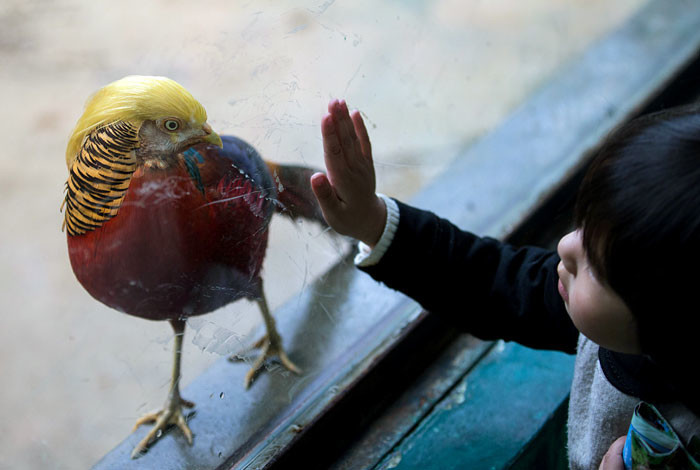 Золотой фазан в Сафари-парке в Ханчжоу. Провинция Чжэцзян, Китай. По данным местных СМИ, птицы становятся популярными из-за схожести их золотого оперения с прической избранного президента США.