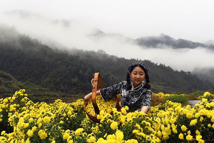 Сбор урожая хризантем в китайской провинции Цзянси