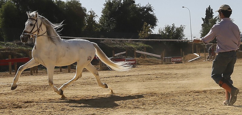 Подготовка к международной выставке лошадей в Севилье, Испания"