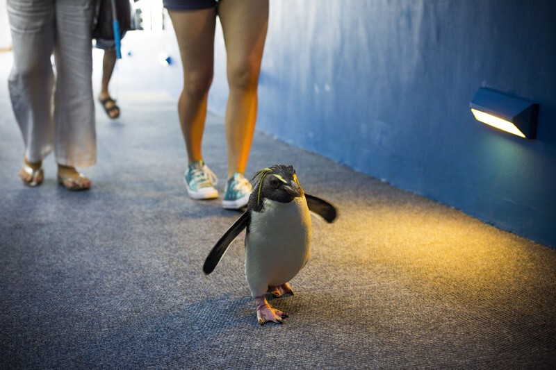 Посетители Two Oceans Aquarium в Кейптауне (Южная Африка) идут за пингвином