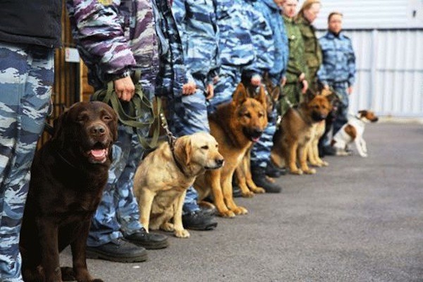 В России впервые появятся служебные собаки-клоны