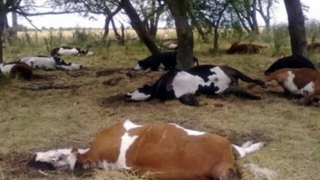 Жестокие массовые убийства скота в США