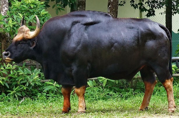 Самый большой бык в мире