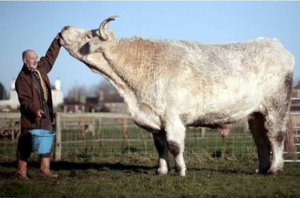 Самый большой бык в мире