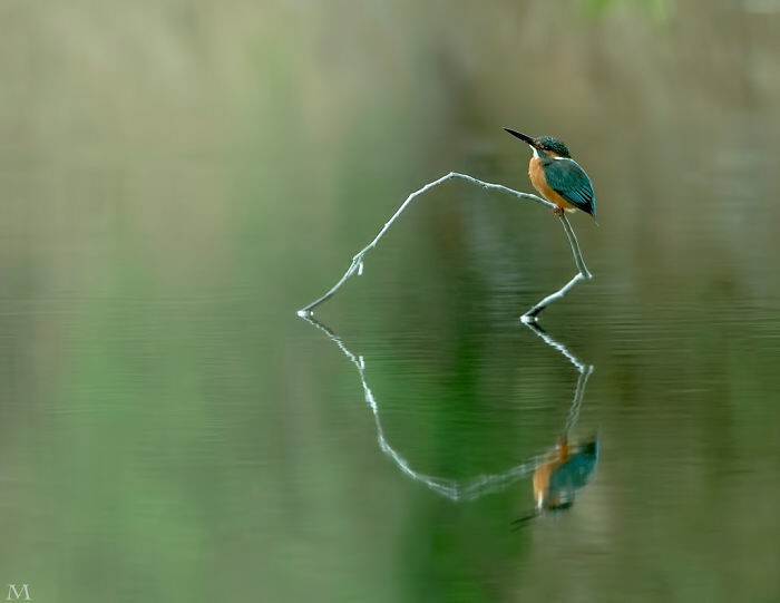 Оптическая иллюзия: две птички на сердечке