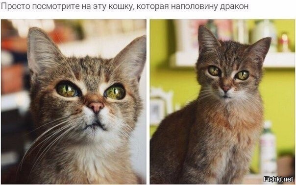 Котоматрица