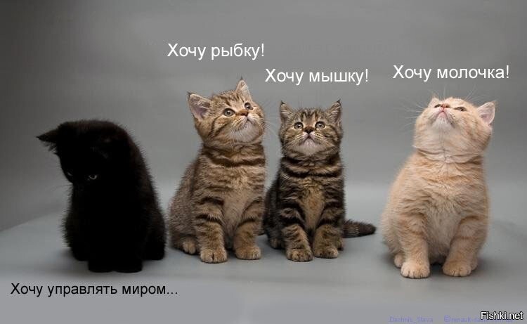 Котоматрица