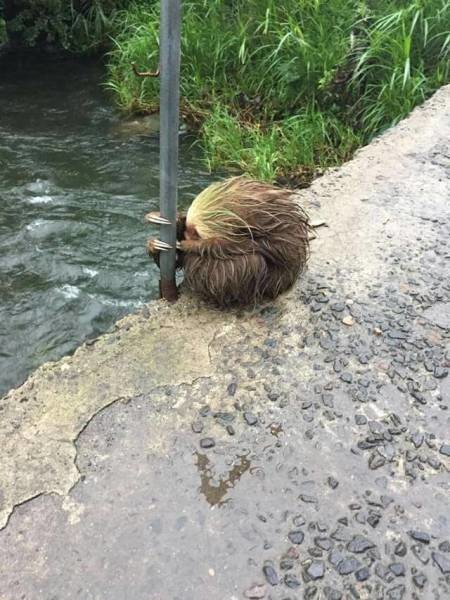 Ленивец после наводнения 