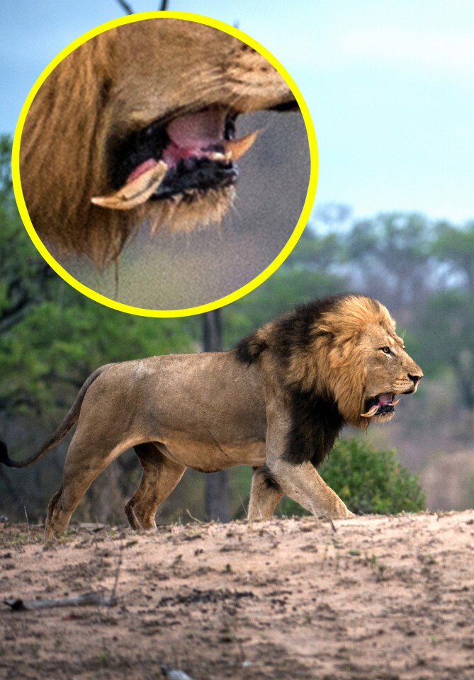 Царь зверей потерял зуб после схватки с львицей