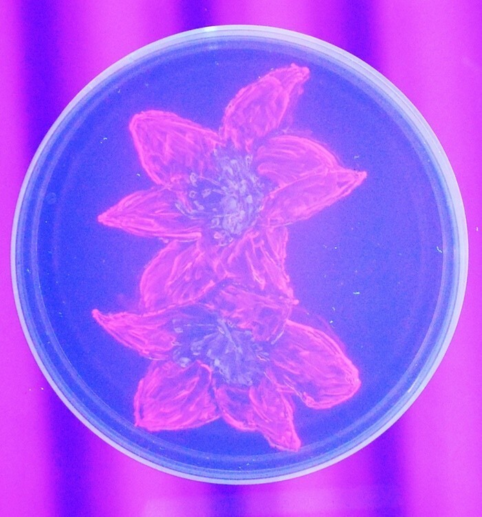 Изображение, созданное бактериями на желе 
