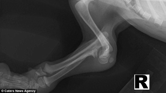 Рентгеновский снимок, на котором видно, как деформированы лапы собаки  