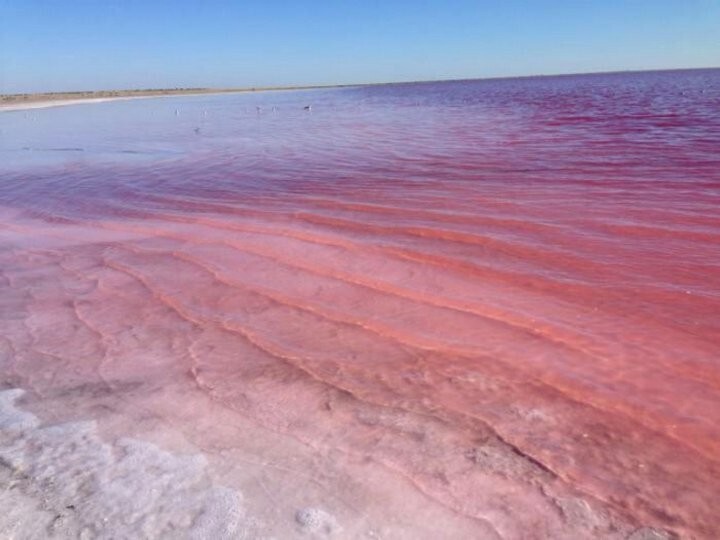Уникальное алтайское озеро, которое каждый август розовеет