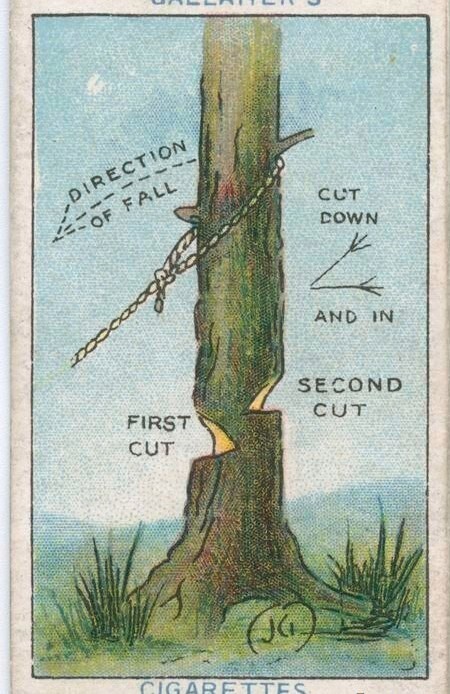 Как уронить дерево в нужную сторону