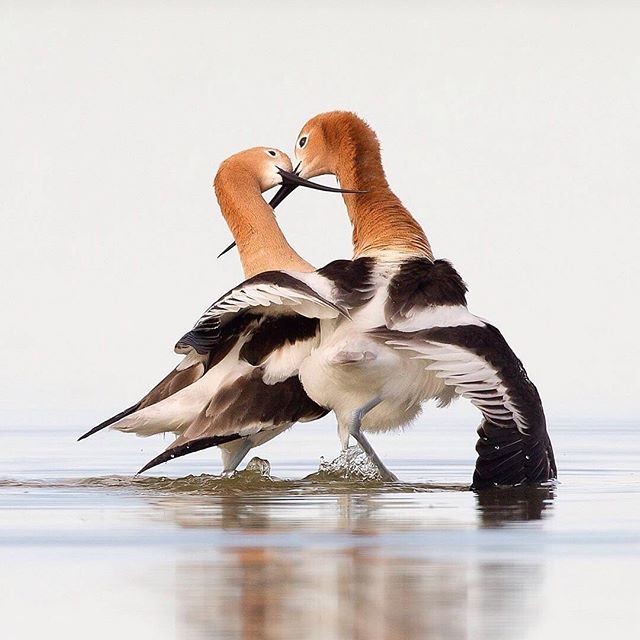 15 лучших инстаграм блогов про диких птиц