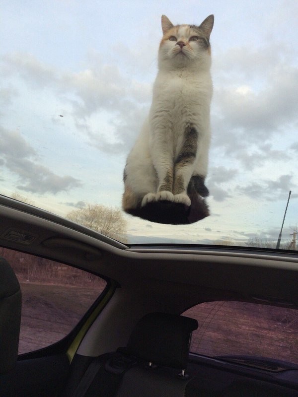 Кот на крыше 