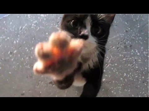 Зверское нападение кота на человека 