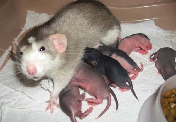 Крысы и мыши, счёт 0:0