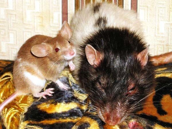 Физическое различие мыши и крысы