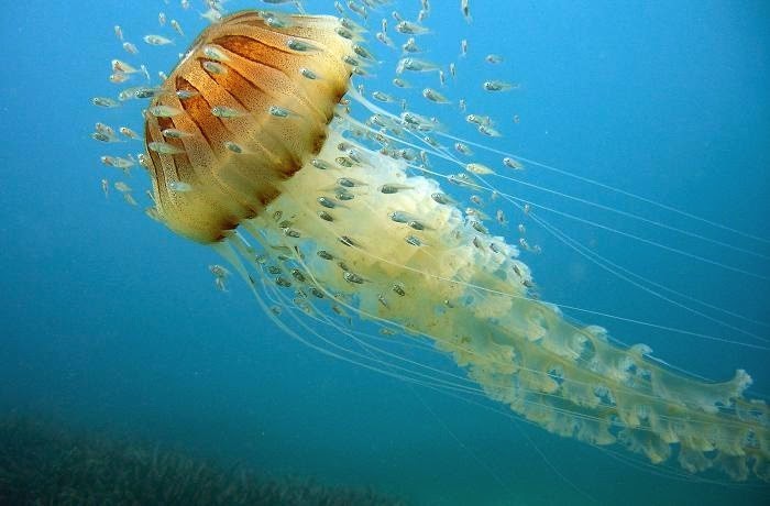 Медуза-компас (Chrysaora hysoscella) – одна из самых красивых медуз в Мировом океане. Ее тело, напоминающее перевернутое блюдце, вырастает до 30 см в диаметре и имеет, как правило, желтовато-белый или коричневатый оттенок. У нее 24 щупальца.