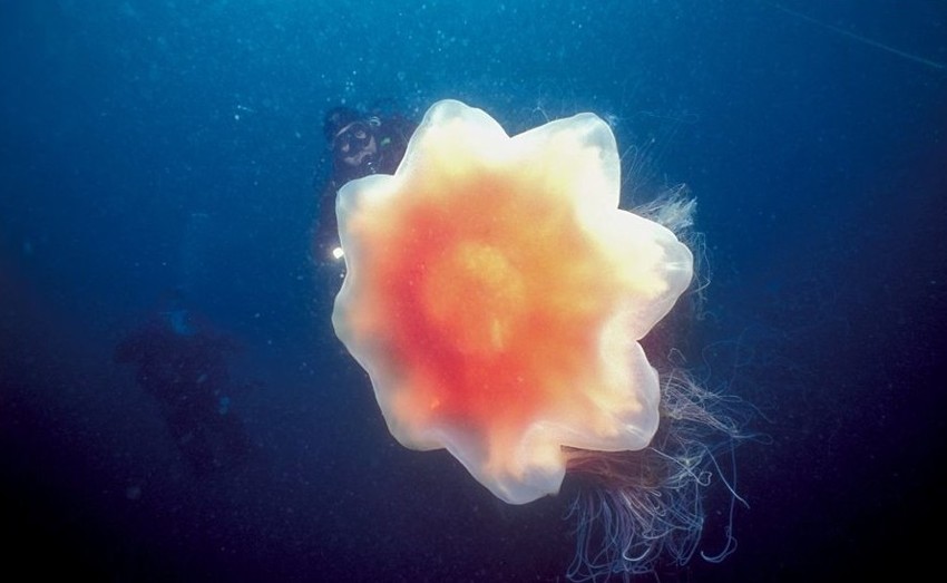 Звание самой крупной медузы в мире по праву принадлежит арктической цианее (Cyanea capillata). 
