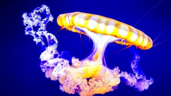 Австралиец принес в полицию мертвых медуз, так как принял их за грудные импланты убитых женщин