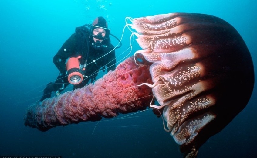 Медуза Chrysaora Achlyos – один из самых крупных видов сцифоидных медуз. Размер колокола составляет около 1 м в диаметре, щупальца могут достигать до 6 м в длину. Обладает необычной способностью менять цвет от ярко-красного до черного.