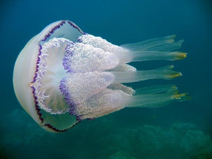 Корнерот - обитает в Черном и Средиземном море. Приблизительно в августе-сентябре этих медуз можно встретить вдоль всего Черноморского побережья. Их следует опасаться, т.к. они весьма чувствительно жалят.