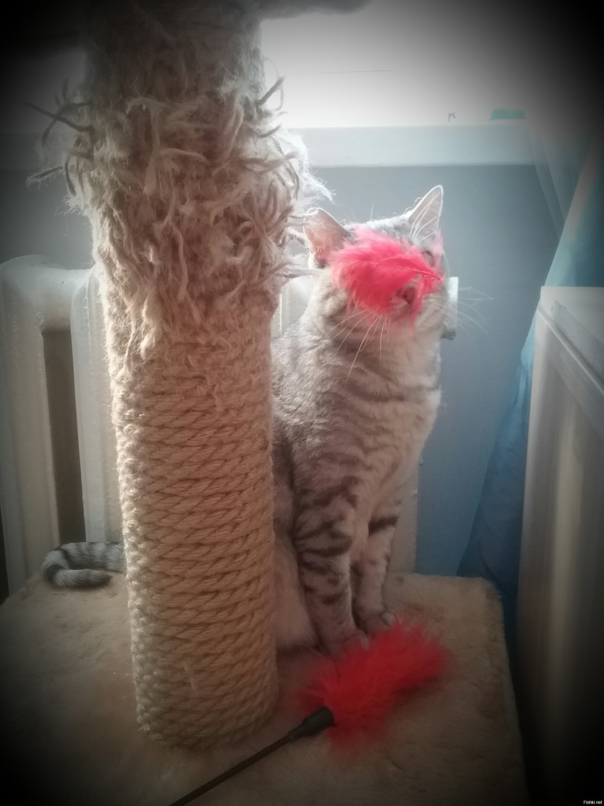 Добавлю и я котика