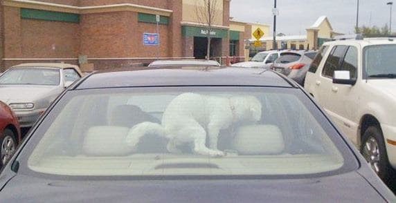 Надолго запер собаку в машине? Ничему не удивляйся!