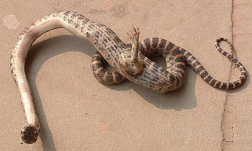 Змея с одной лапой