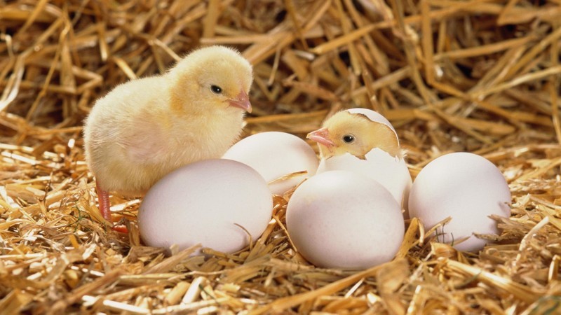 Цыпленок вылупился из яйца: что  дальше?