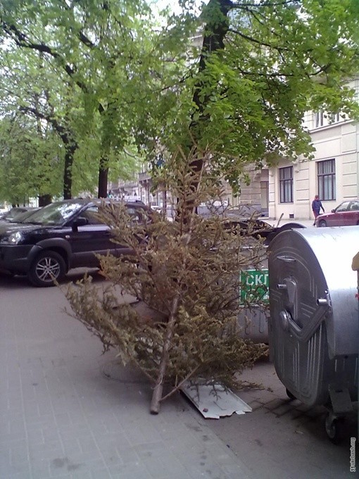 Во Львове житель выбросил деревце только в мае