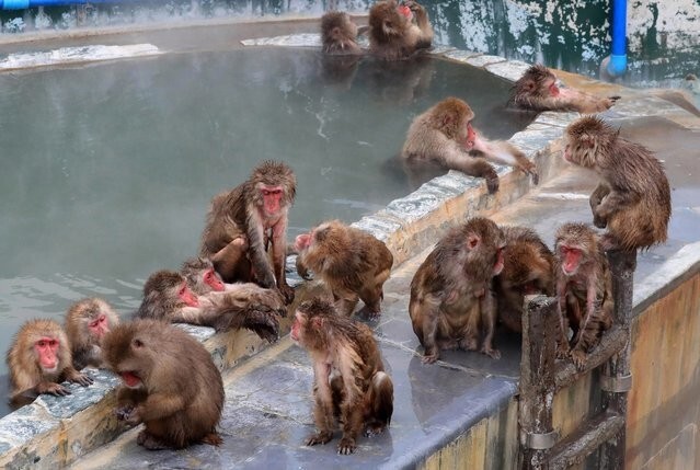 Сезон купания японских макак в горячих источниках открыт, и это невероятно забавно